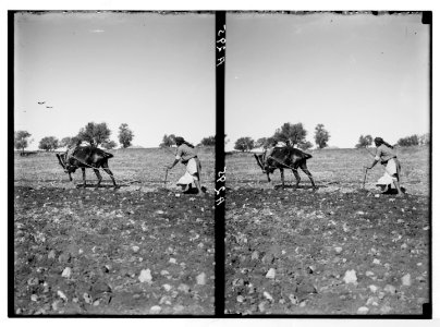 Costumes, characters, etc. Plowing with a mule LOC matpc.05236
