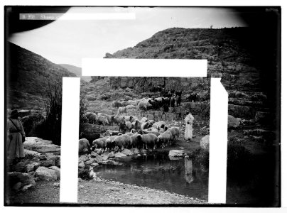 Costumes, characters, etc. Sheep crossing the Ain Farah stream LOC matpc.05630