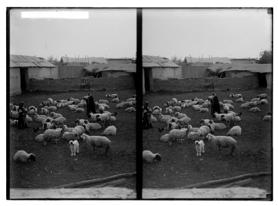Costumes, characters, etc. Sheep in the fold LOC matpc.05257