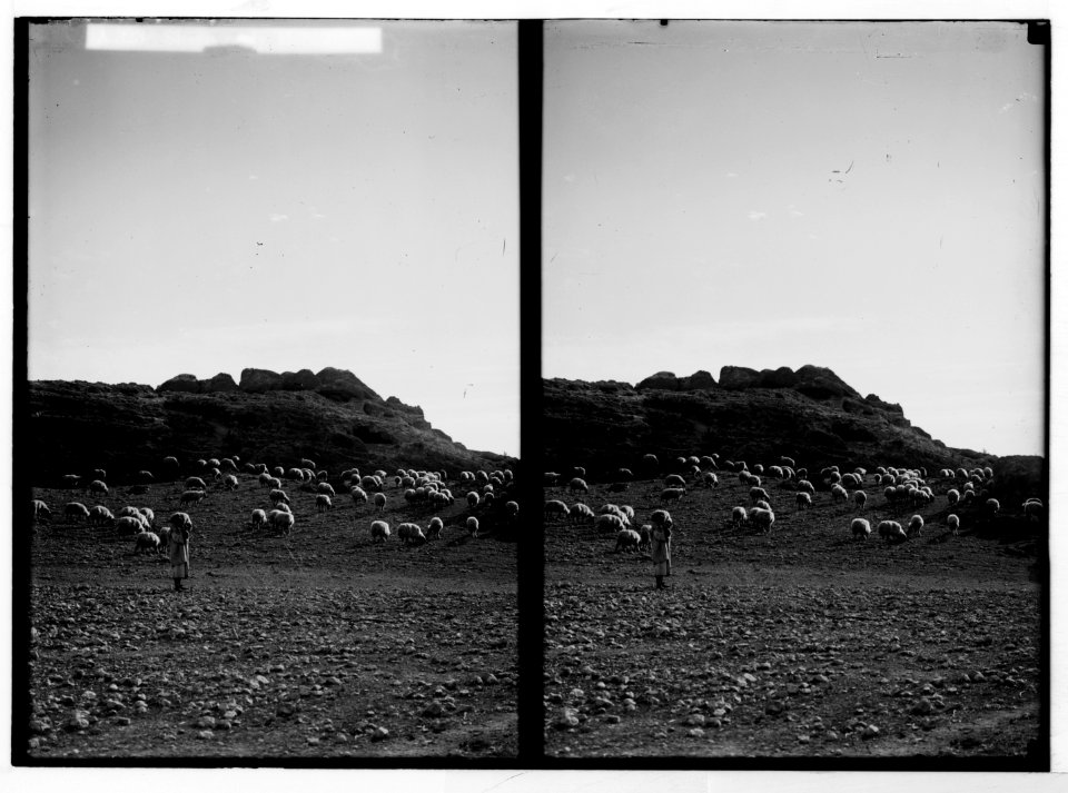 Costumes, characters, etc. Sheep early morning LOC matpc.05263