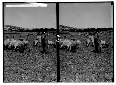 Costumes, characters, etc. Shepherd with flock in the Shepherds' Field LOC matpc.05258