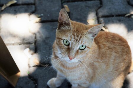 Cat portrait istanbul photo