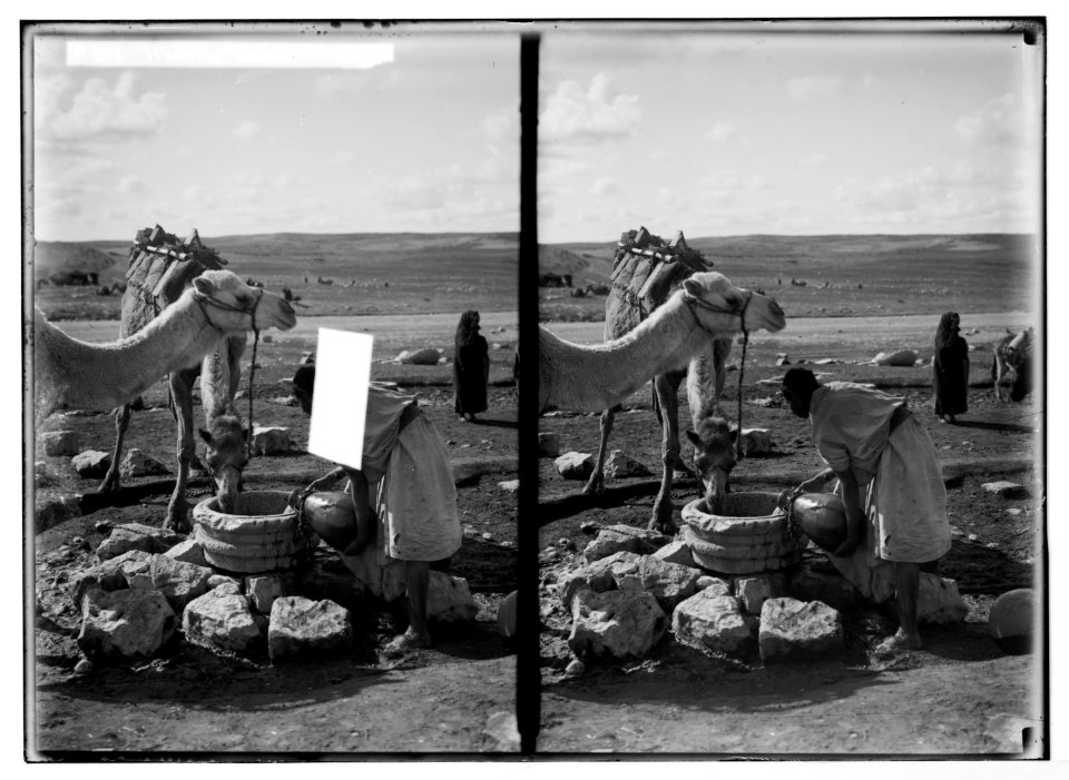 Costumes, characters, etc. Watering camels LOC matpc.05637