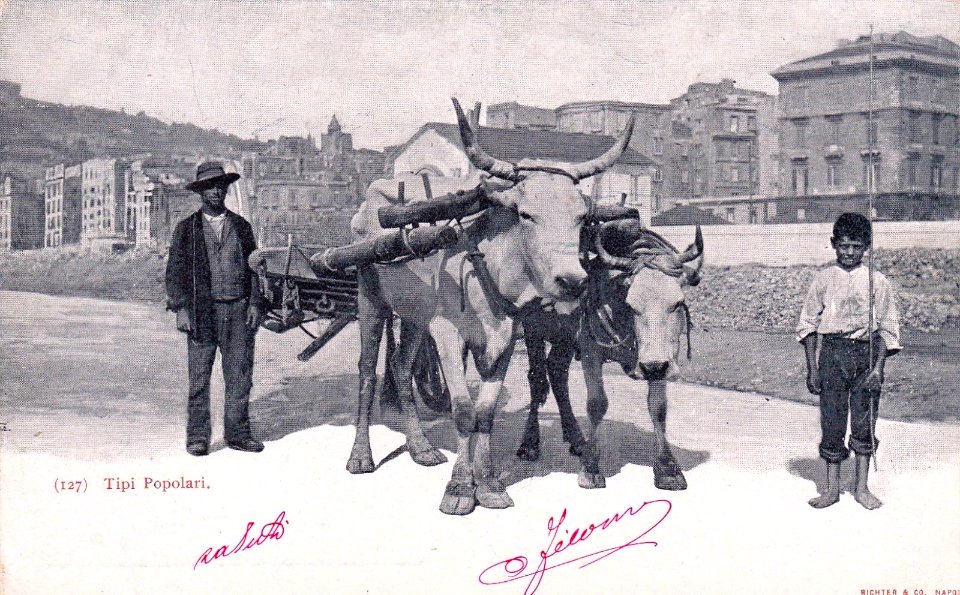 COSTUMI NAPOLETANI - Ed.Richter - Uomo e Ragazzino con Buoi (Naples, man and little boy with oxen)