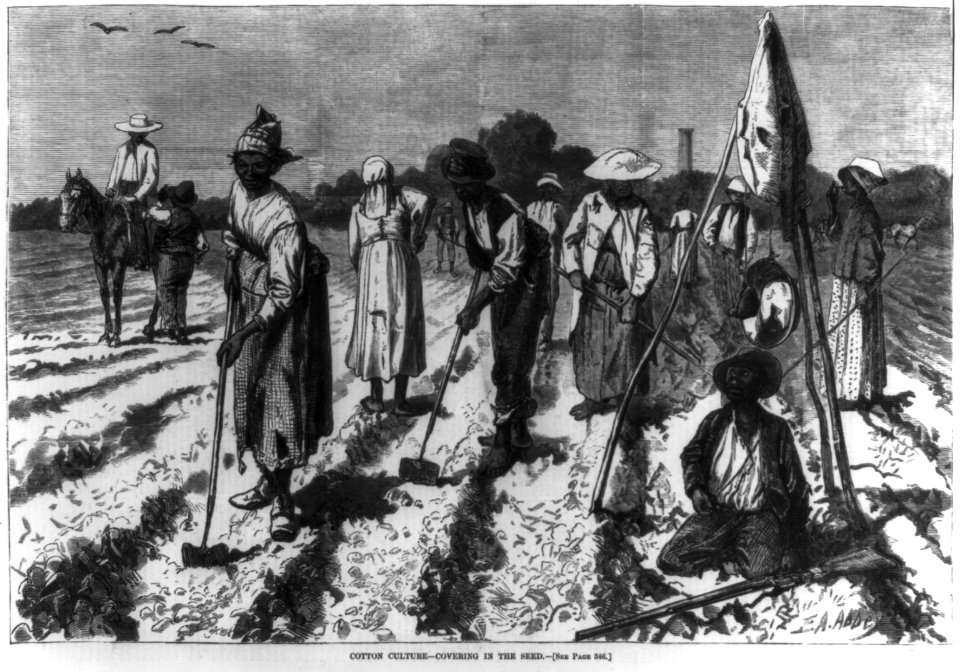 Cotton culture - covering in the seed LCCN2002737345