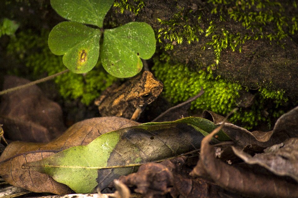 Frog rainforest tree frog