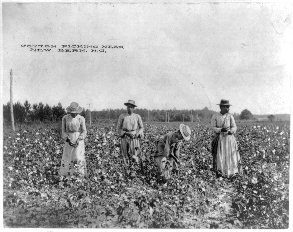 Cotton picking near New Bern, N. C. LCCN2012648383