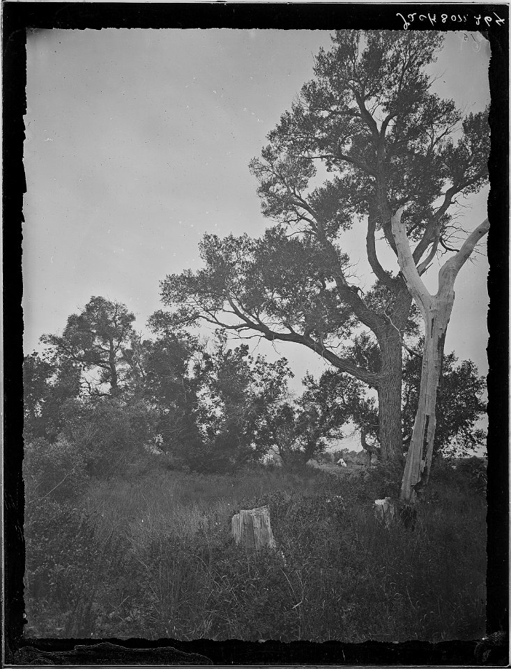 Cottonwood on the La Bonte Creek, Converse County, Wyoming - NARA - 516873