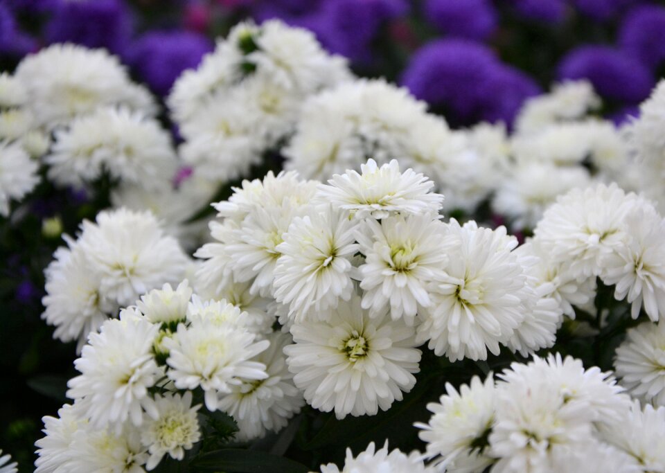 Purity offer garden solid