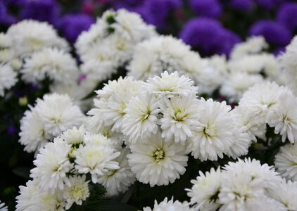 Purity offer garden solid