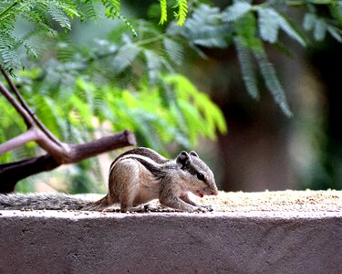 Natural wild wildlife