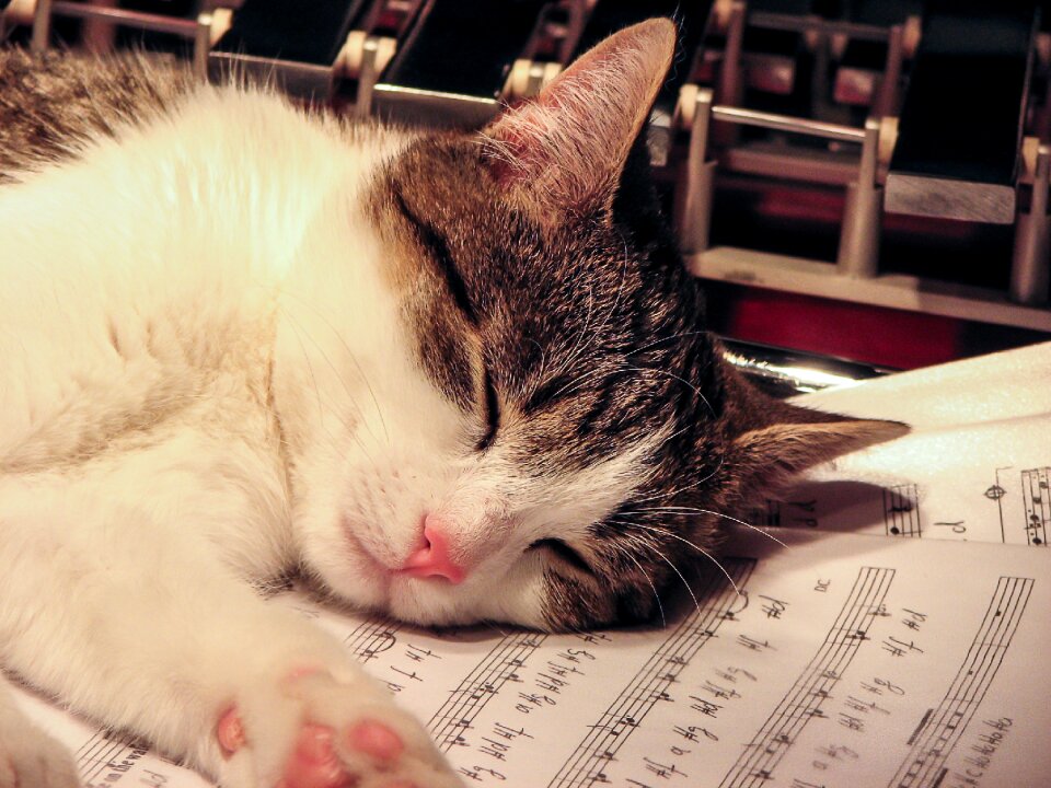 Sleep sheet music musical instrument