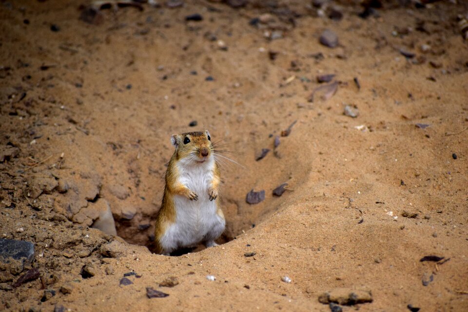 Wild wildlife travel