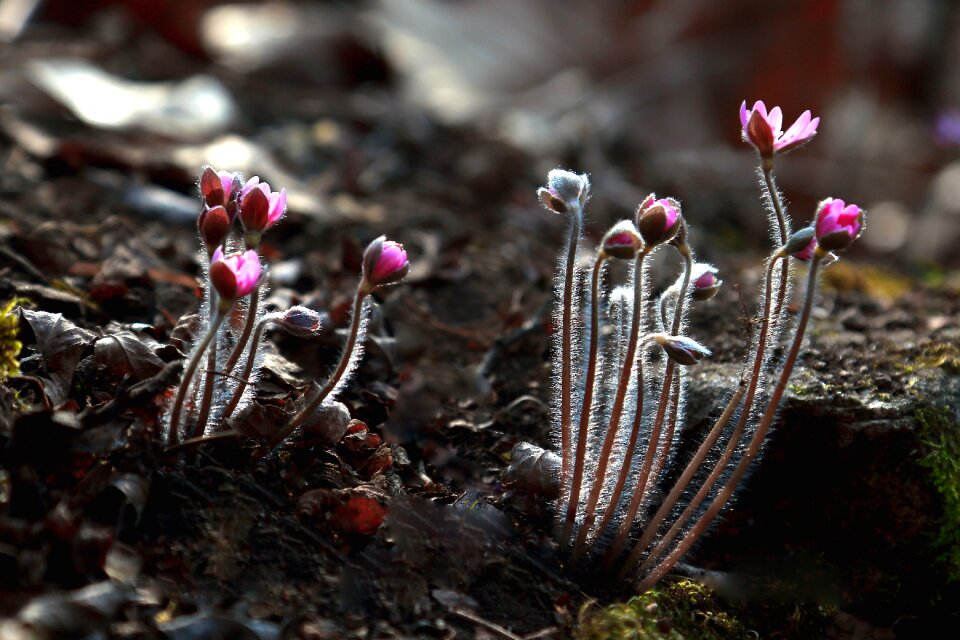 Petal flowering hepatica