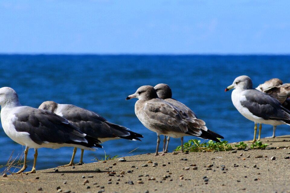 Seabird sea gull seagull