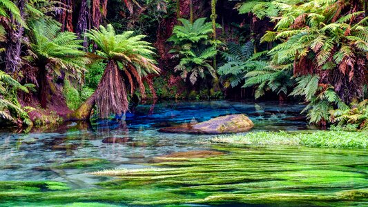 Tree tropical source