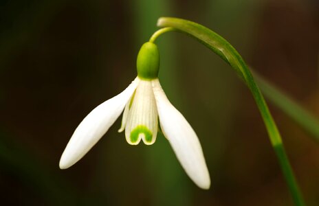 Spring flower sector photo