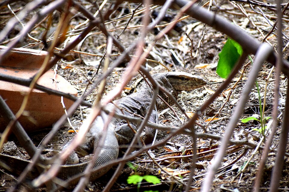 Wild wildlife mammal