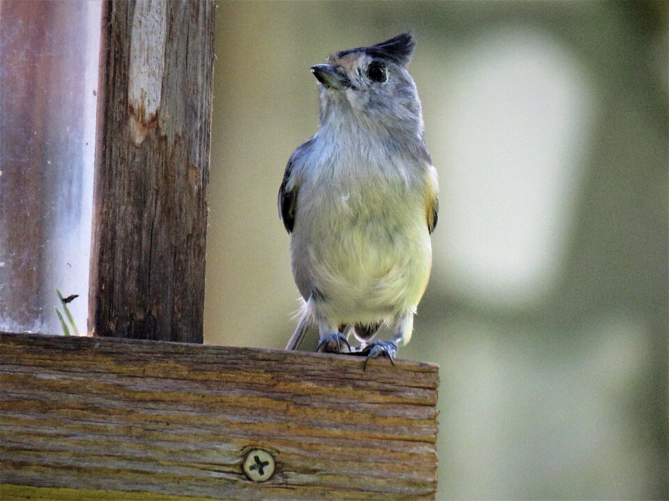 Wildlife close up cute