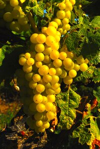 Grapes ile de re fall