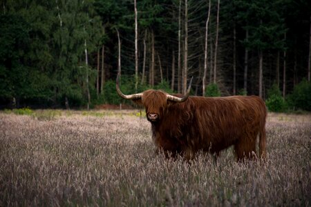 Cattle rural area no person