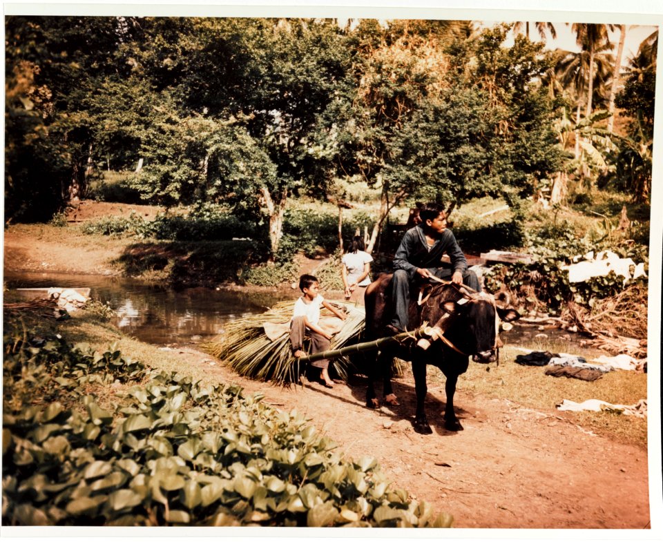 Country transportation on Guam, June 1945