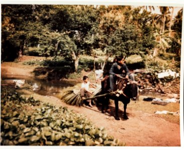 Country transportation on Guam, June 1945