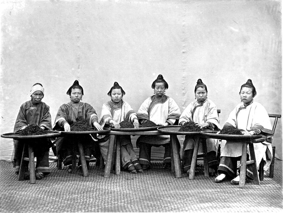 Country Women Culling Tea (near Sing Chang)