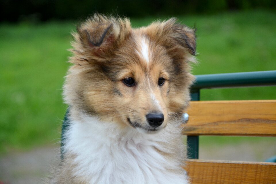 Dog domestic animal eyes