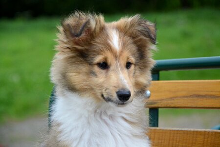 Dog domestic animal eyes