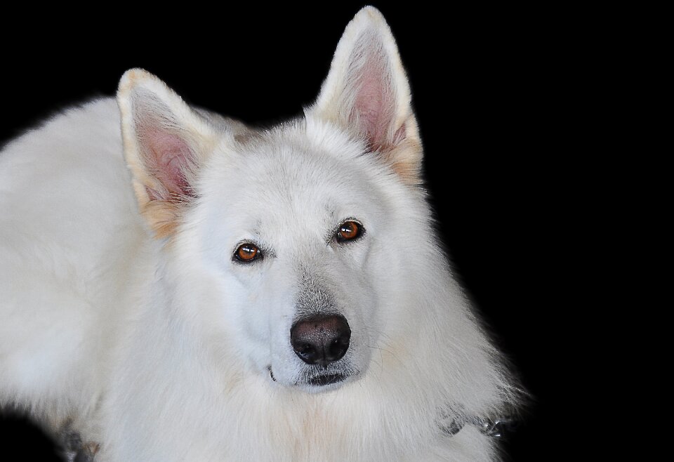 Animal portrait dog pet