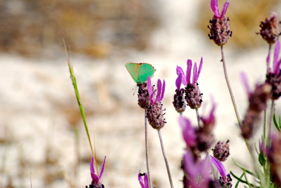 Butterfly flower senegal
