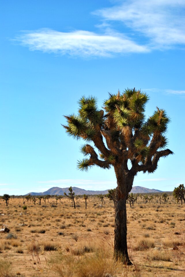 Sky outdoors joshua tree photo