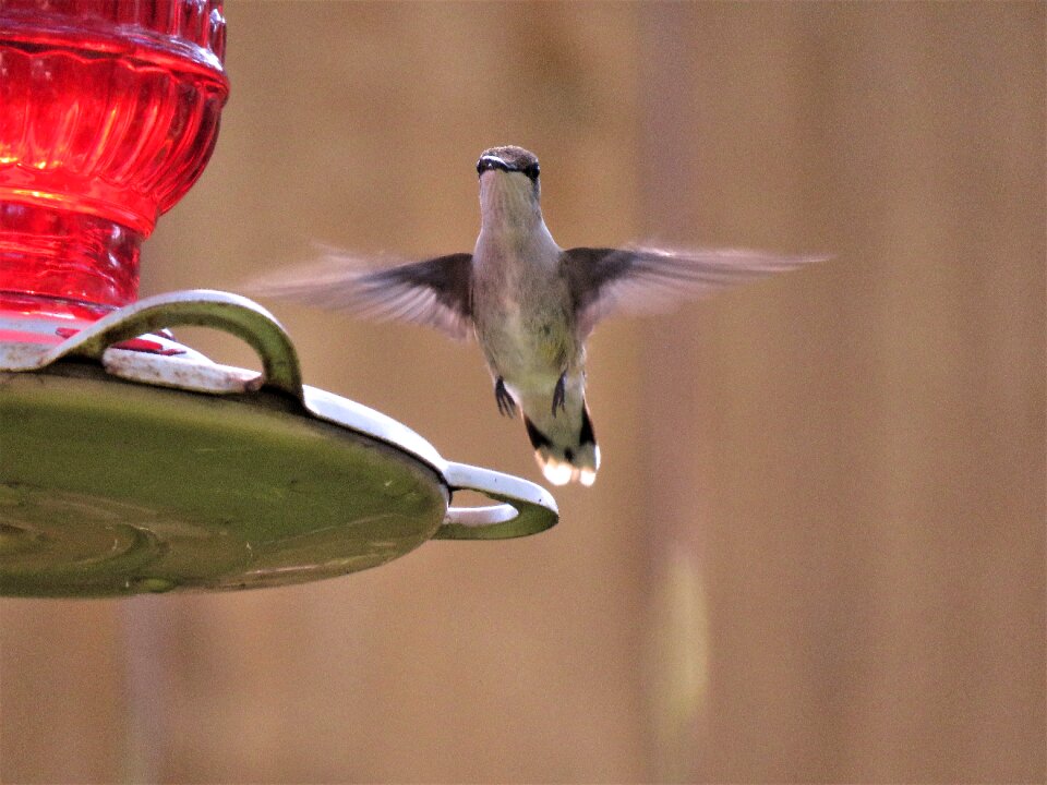 Bird in flight hummingbird wildlife
