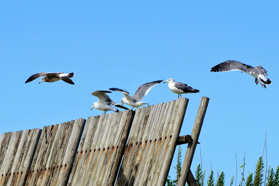 Seabird sea gull seagull