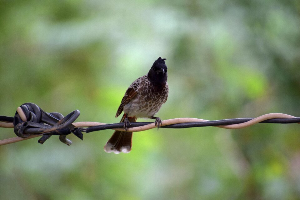 Wildlife natural wild