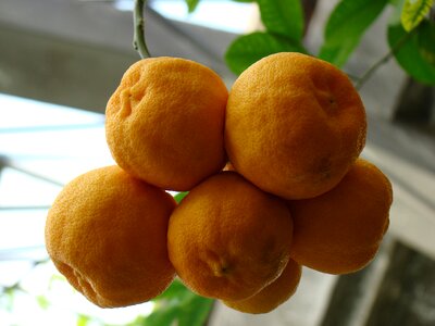 Spray southern fruits mandarins