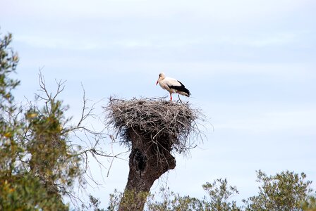 Stork bird alsace