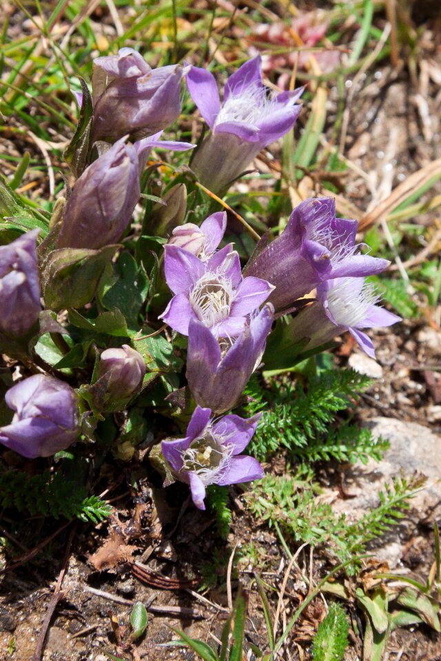 Grossglockner violet blossom
