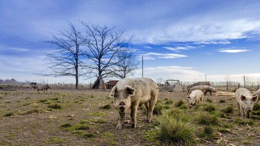 Animal farm food