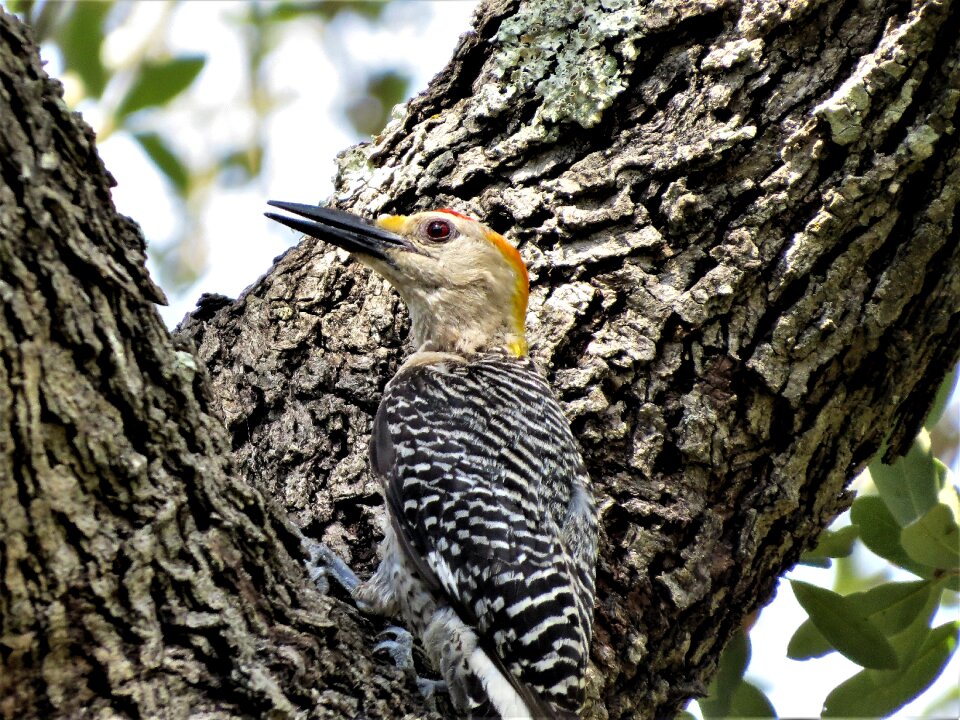 Colorful close up woodpecker