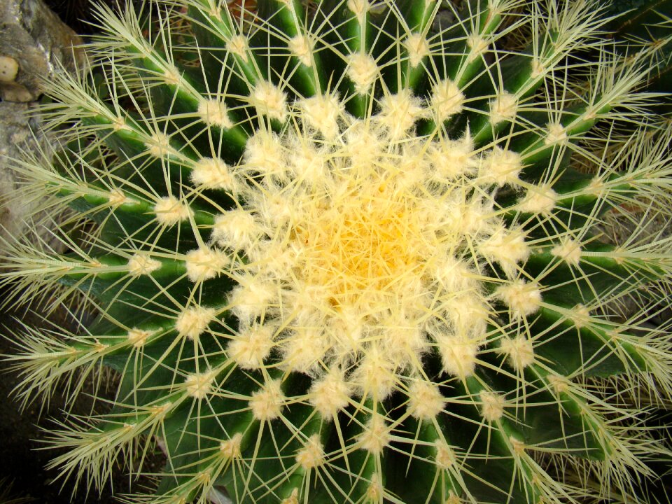 Spikes plants needles
