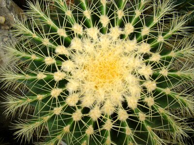Spikes plants needles