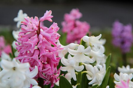 Hyacinth pink flowering spring photo