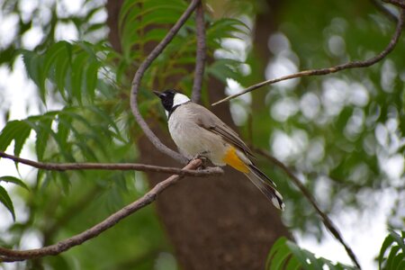 Wildlife animal wild