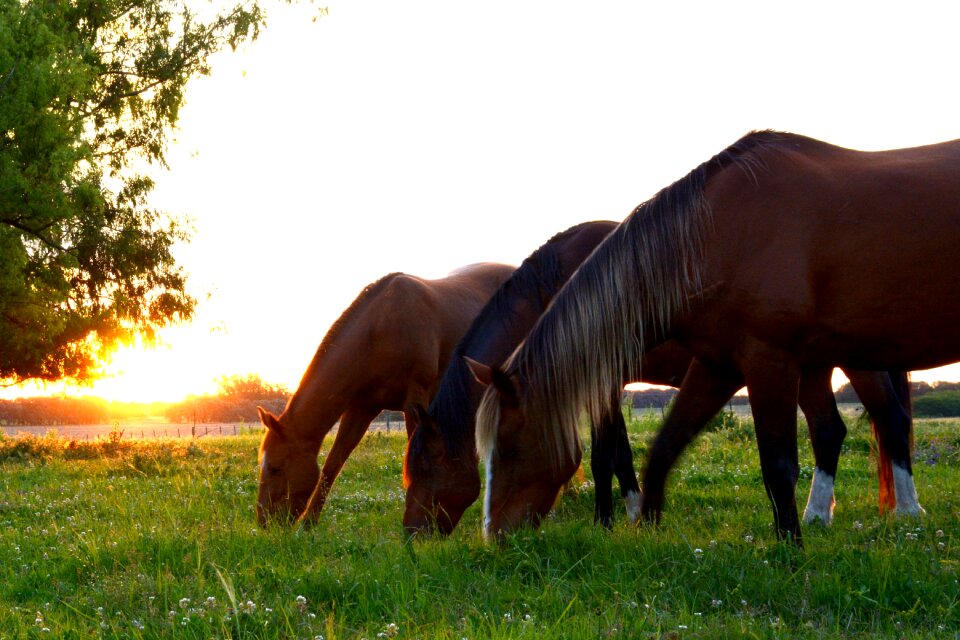 Group animals herd horses horses eating