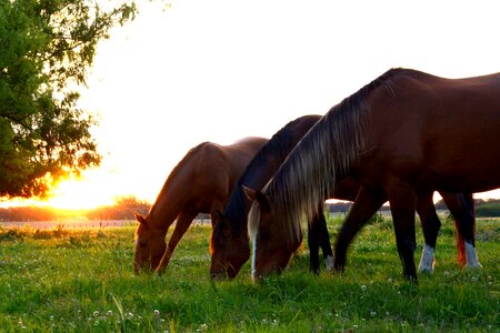 Group animals herd horses horses eating photo