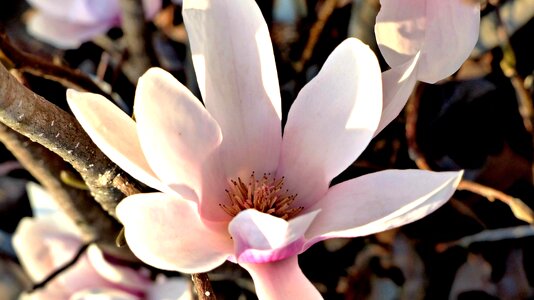 Petal leaf magnolia