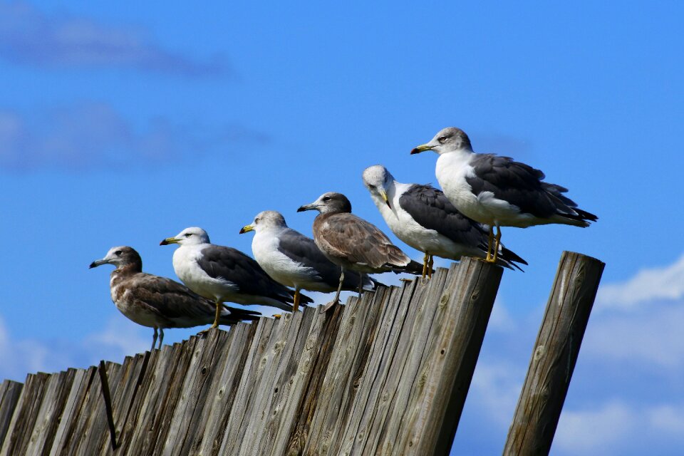 Sea beach seabird