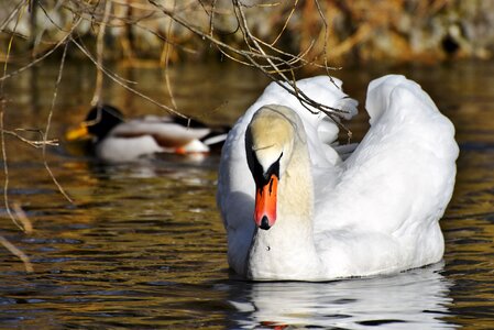 Pride waterfowl bird